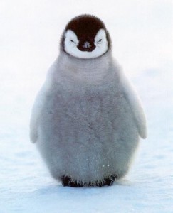 赤ちゃんペンギン-nb14377